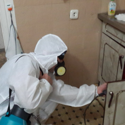 Дезинфекция от муравьев в квартире Технологический институт 1 метро Спб